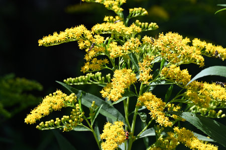 Solidago virgaurea, commonly known as goldenrod, is a species of flowering plant in the family Solidago.の写真素材