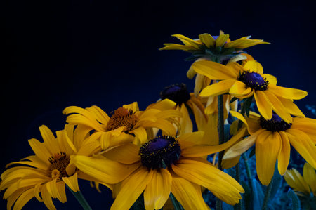 Yellow rudbeckia flowers on a dark background, close-upの写真素材