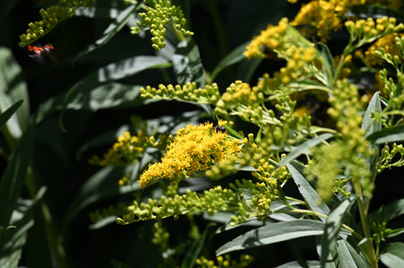 Solidago, commonly called goldenrod, is a species of flowering plant in the family Asteraceae.の写真素材