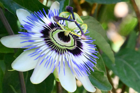 passion flower, passion flower, Passiflora caeruleaの写真素材