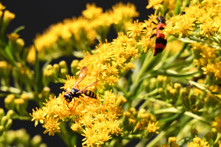 Wasp on Goldenrod flower. Yellow flowers of Solidago virgaurea.の写真素材