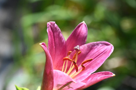 Close up of pink lily flower in the garden, stock photoの写真素材
