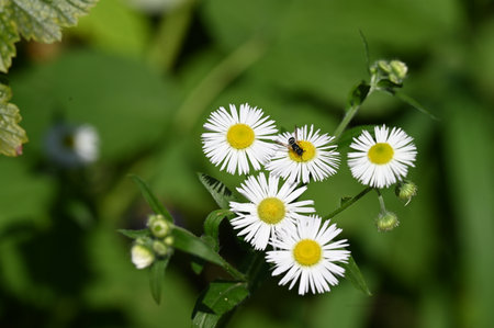 White daisies on green background. Shallow depth of field.の写真素材