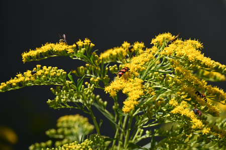 Solidago, commonly known as goldenrod, is a species of flowering plant in the family Asteraceae.の写真素材