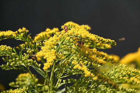 Solidago commonly called goldenrod or simply goldenrods, is a species of flowering plant in the family Asteraceae.の写真素材