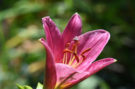 pink lily flower in the garden, closeup of photoの写真素材