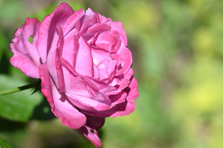 Pink rose in a garden on a sunny summer day close-upの写真素材