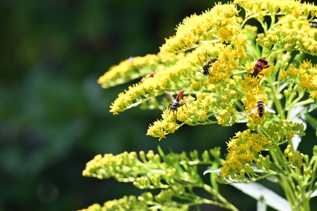Solidago, commonly called goldenrods, is a species of flowering plant in the family Asteraceae.の写真素材