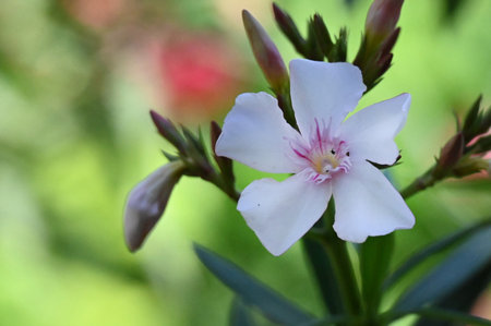 Nerium oleander or Oleander flower in the gardenの写真素材