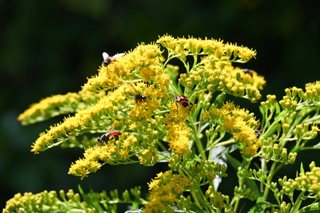 Insects on yellow flowers of Solidago virgaureaの写真素材
