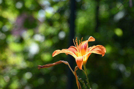 Orange lily in the garden on a background of green leaves.の写真素材