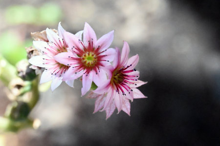 Flower of a succulent plant (Sempervivum)の写真素材