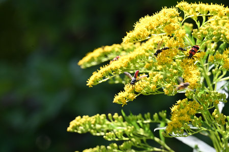 Solidago, commonly called goldenrods, is a species of flowering plant in the family Asteraceae.の写真素材