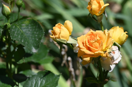Yellow roses in the garden, close-up. Selective focus.の写真素材