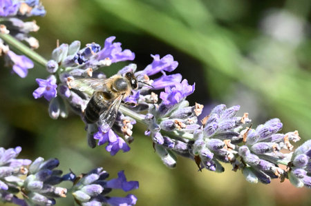 Bee on lavender flower in the garden, closeup of photoの写真素材