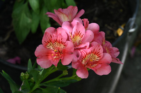 Beautiful pink alstroemeria flowers in the summer garden.の写真素材