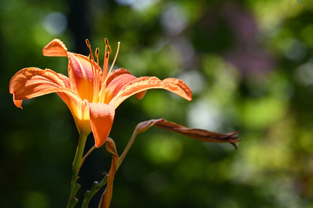 Orange lily flower in the garden, close up shot with shallow depth of fieldの写真素材