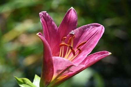 pink lily flower in the garden, closeup of photoの写真素材