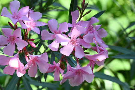 Pink oleander flowers blooming in the garden, stock photoの写真素材