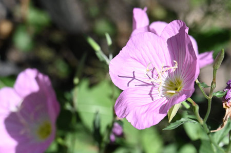 Pink flower of an Oenothera officinalis in the gardenの写真素材