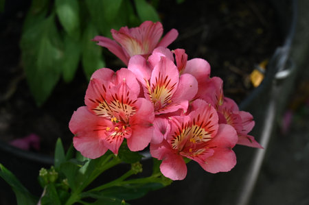 Pink Alstroemeria flowers in the garden, close-upの写真素材