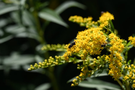 Solidago, commonly called goldenrod, is a species of flowering plant in the family Asteraceae.の写真素材