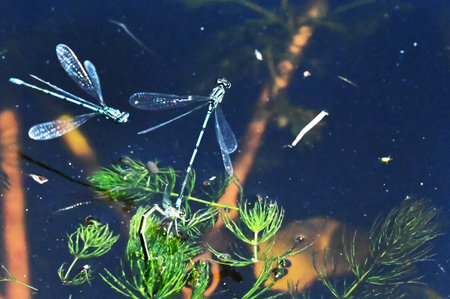 Dragonflies on the surface of the water in the wild forest.の写真素材