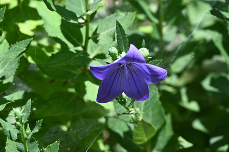 Platycodon grandiflorus, commonly known as bellflowersの写真素材