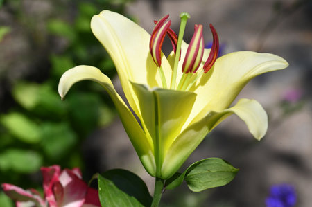 Beautiful yellow lily flower in the garden. Spring flowers.の写真素材