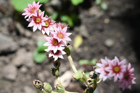 Pink and white flowers of Sedum grandiflorum, also known as Crassulaceae.の写真素材