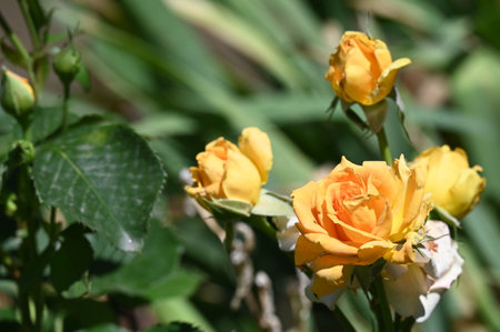 Roses in the garden, Roses are beautiful with a beautiful sunny day.の写真素材