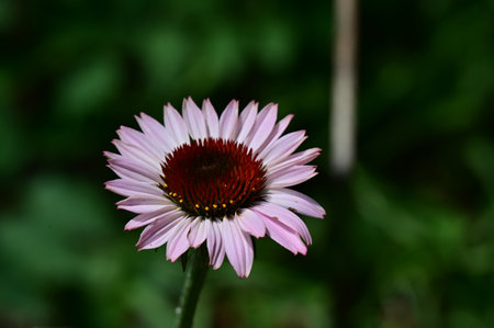 Echinacea purpurea, also known as coneflowerの写真素材