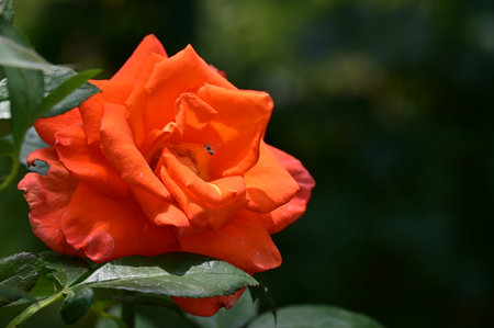 Beautiful orange rose in the summer garden. Close-up.の写真素材