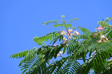 Albizia julibrissin flower on blue sky backgroundの写真素材