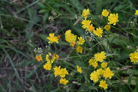 Yellow flowers in the meadow on a background of green grass.の写真素材