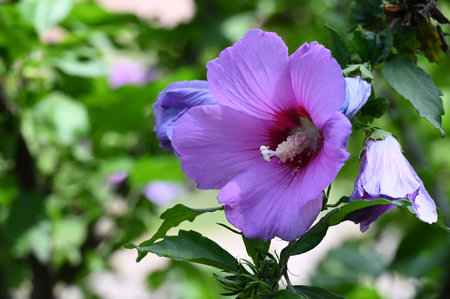 Hibiscus syriacus, Chinese hibiscusの写真素材