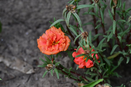 Portulaca oleracea, Verdolaga, Pigweed, Little Hogweed, Pusley, Pigweed, Little Hogweed, Little Hogweed, Little Hogweed, Little Hogweedの写真素材