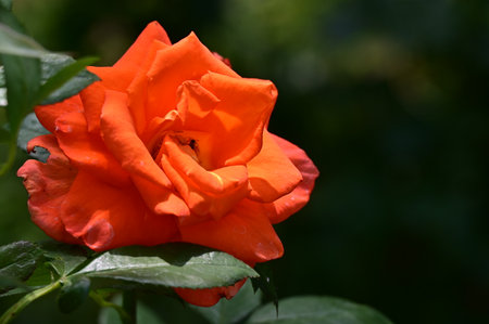 Beautiful orange rose on a green background, close-up.の写真素材