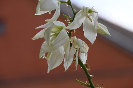 Close up of white yucca flowers in bloom on blurred backgroundの写真素材
