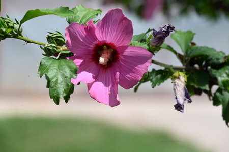 Hibiscus syriacus or Chinese hibiscusの写真素材
