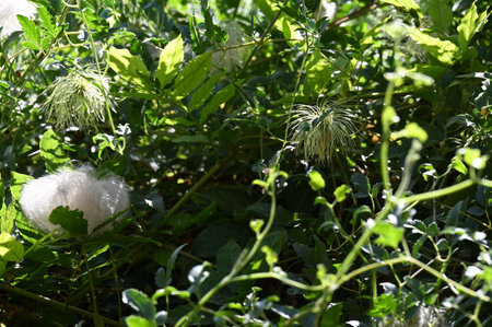 Cotton plant with white flowers in the garden. Close-up.の写真素材