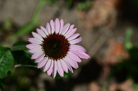 Echinacea purpurea, commonly known as coneflower.の写真素材