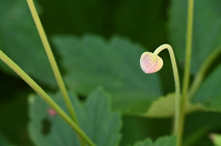 Strawberry flower in the garden, close-up, selective focusの写真素材
