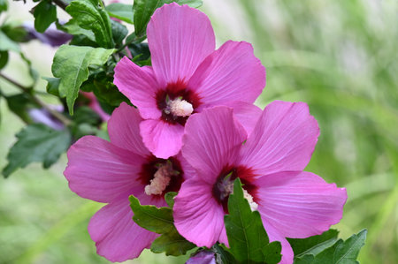 Hibiscus syriacus is a genus of flowering plants in the Malvaceae family.の写真素材