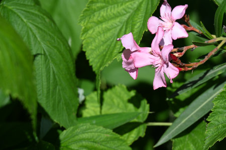 Pink oleander flowers on the background of green leaves in the gardenの写真素材