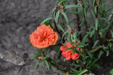 Portulaca oleracea, common purslane, Verdolaga or Pigweedの写真素材