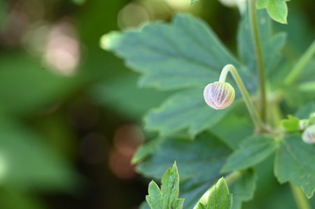 A macro shot of the buds and leaves of a wildflower.の写真素材