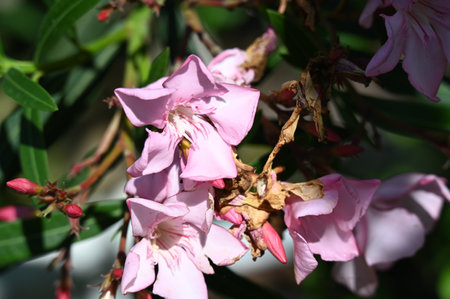 Pink oleander flowers in the garden, closeup of photoの写真素材