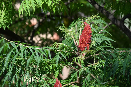 Rhus typhina, commonly known as the sumac, sumac or sumac, is a species of tree in the family Sumacaceae.の写真素材