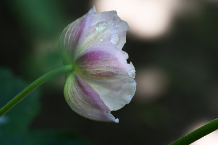 Water droplets on a pink flower with green leaves in the backgroundの写真素材